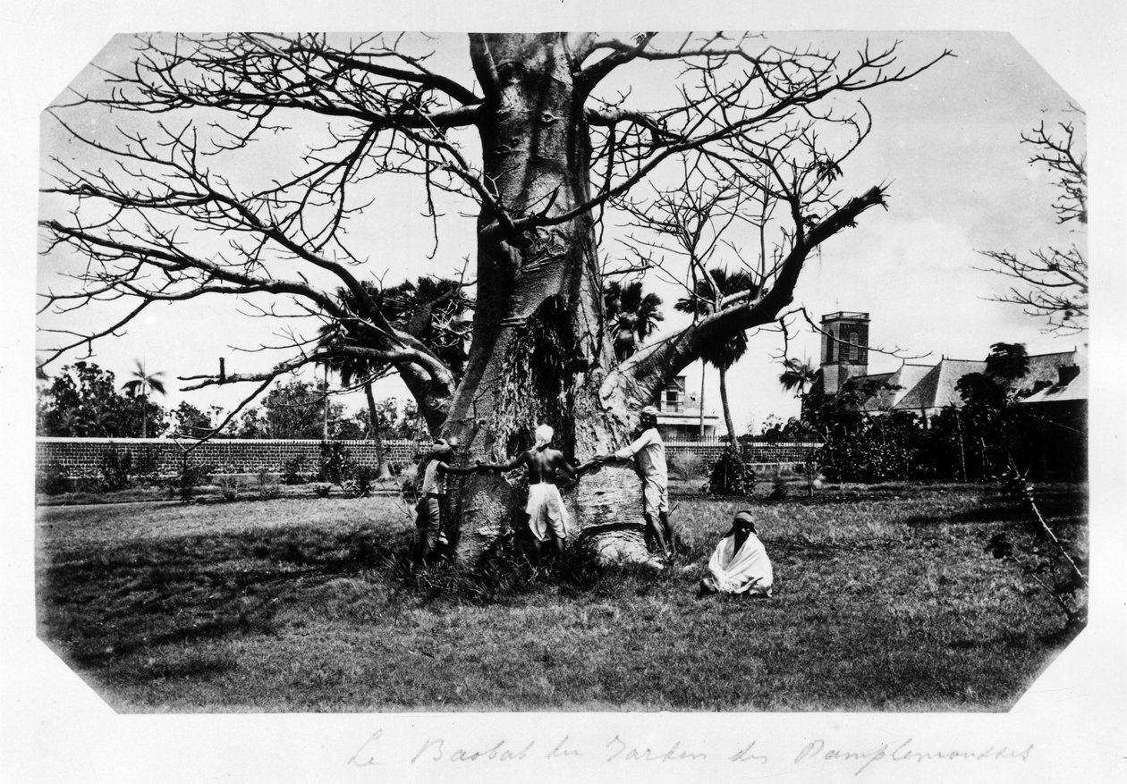 Le baobab du jardin des pamplemousses, Île Maurice - dans « Souvenir de l