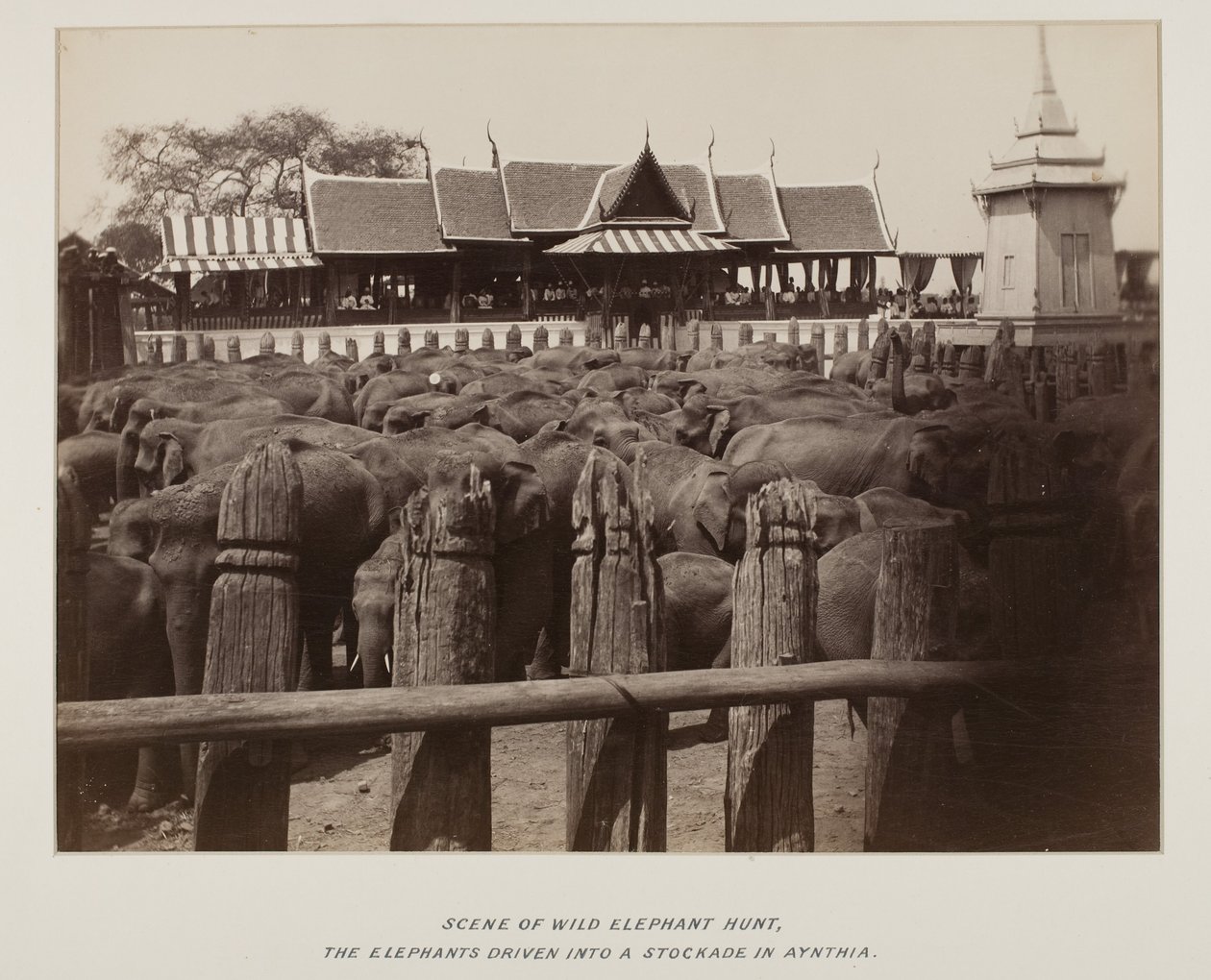 Photographie dans un album photo - Unknown photographer