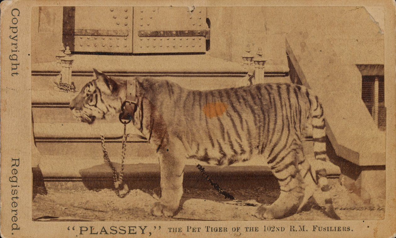 Plassey, le tigre de compagnie des fusiliers royaux de Madras - Unknown photographer