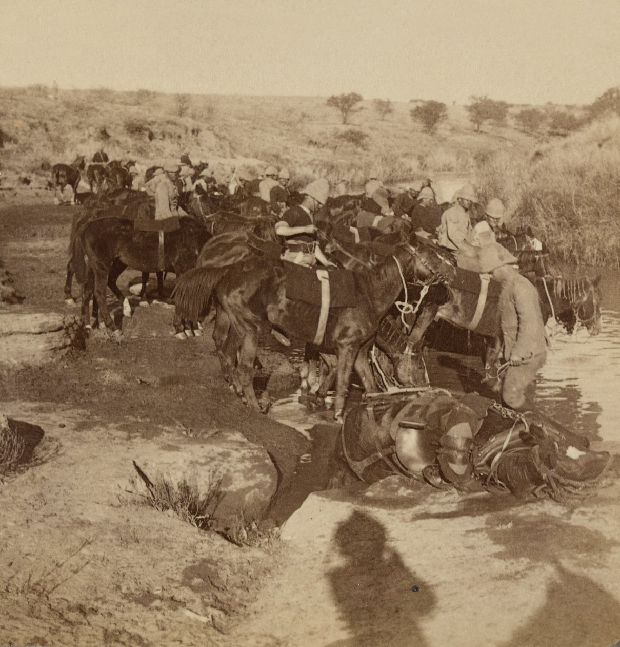 Arrosage des chevaux d