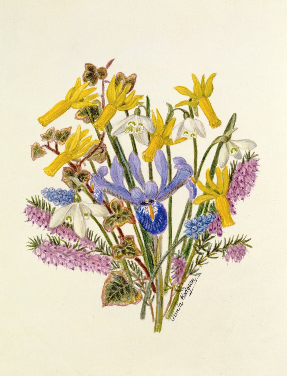 Perce-neige, Narcisse Cyclamineus, Iris Reticulata et Muscari - Ursula Hodgson