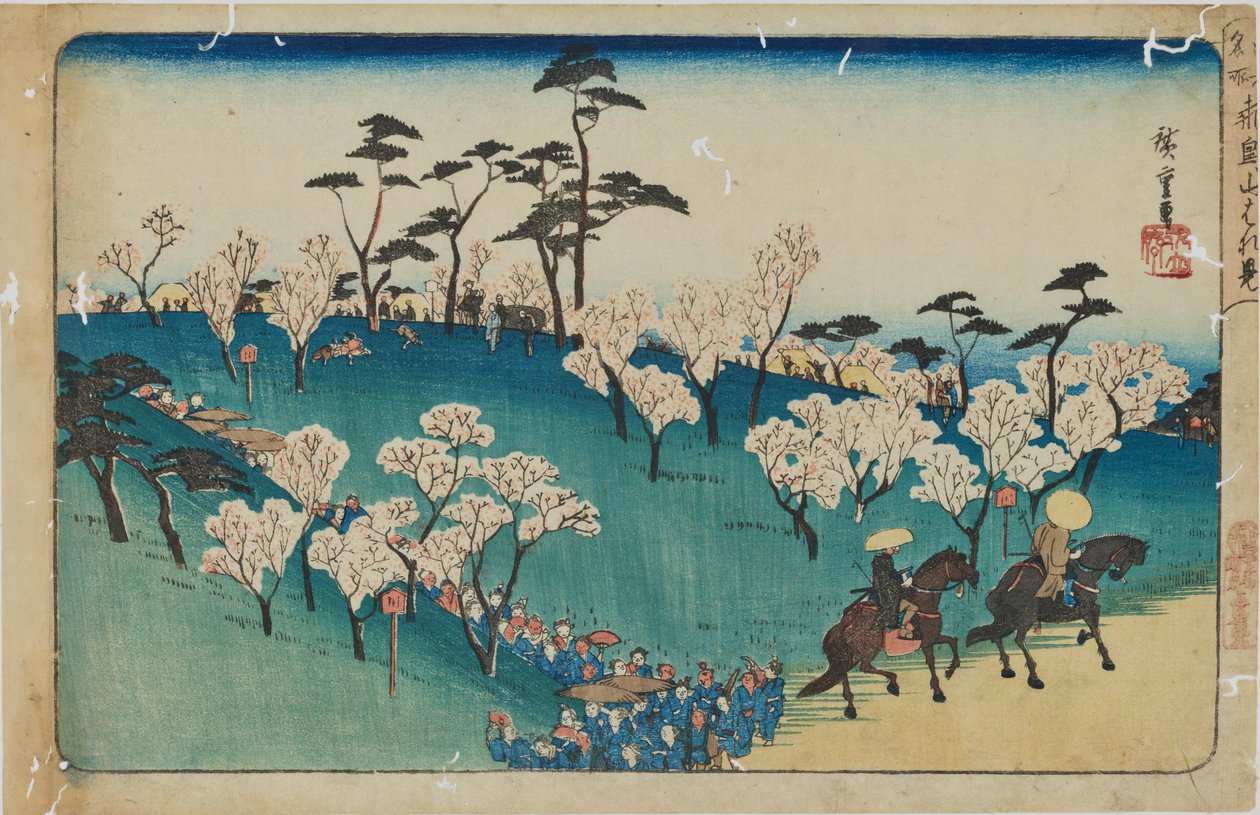 « Contemplation des cerisiers en fleurs sur la colline d