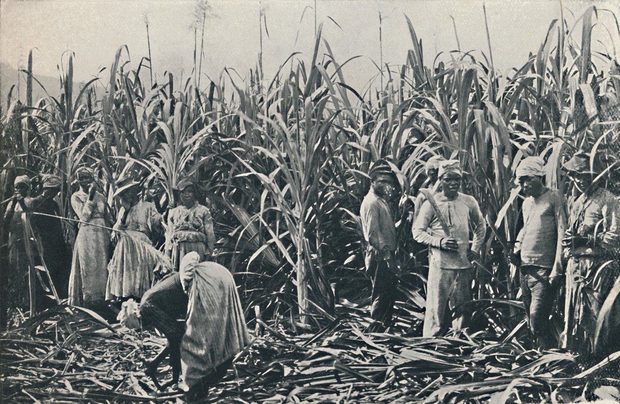 Une plantation de canne à sucre, 1916 - Valentine and Sons Ltd