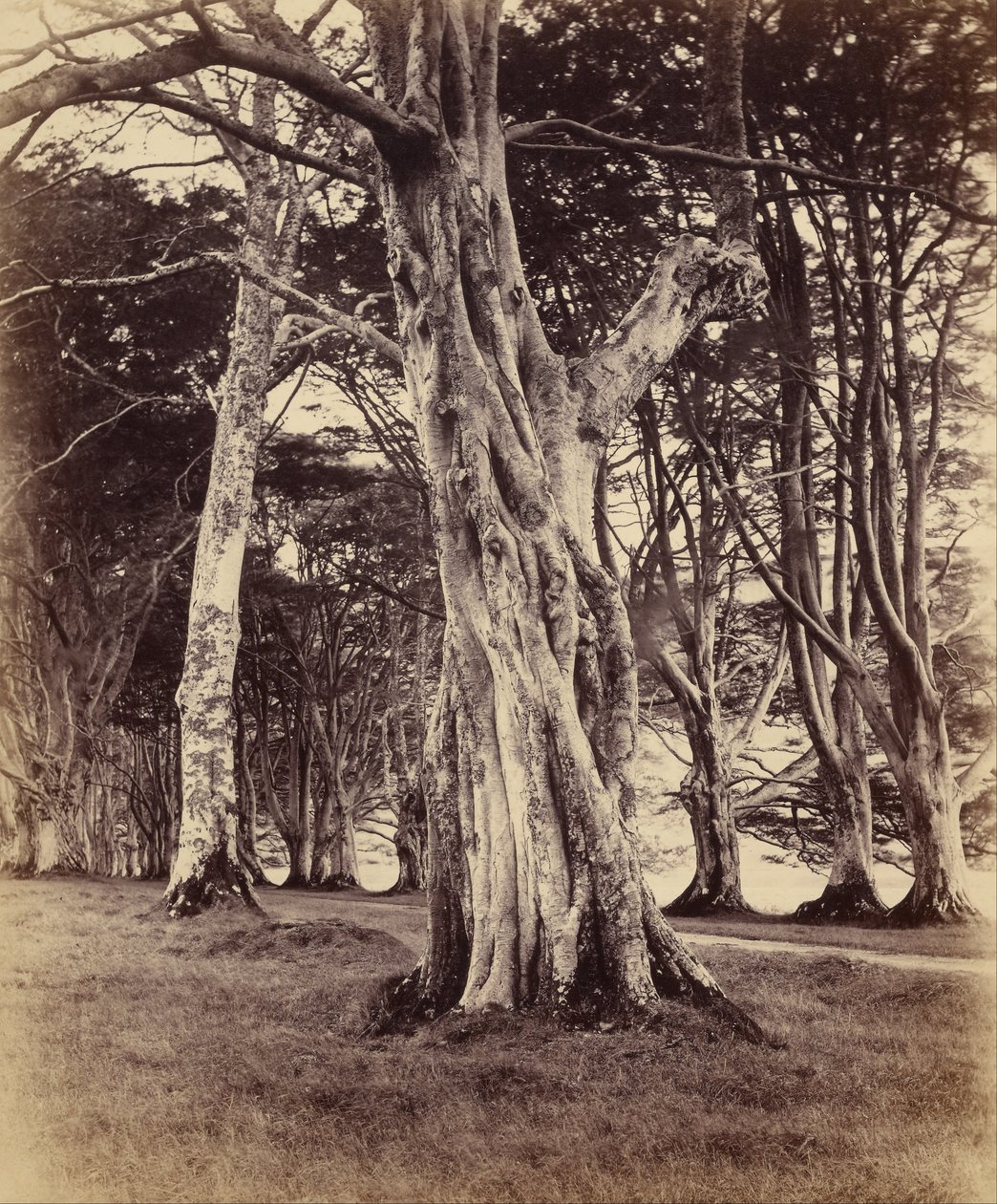 Hêtres, Inveraray - Vernon Heath