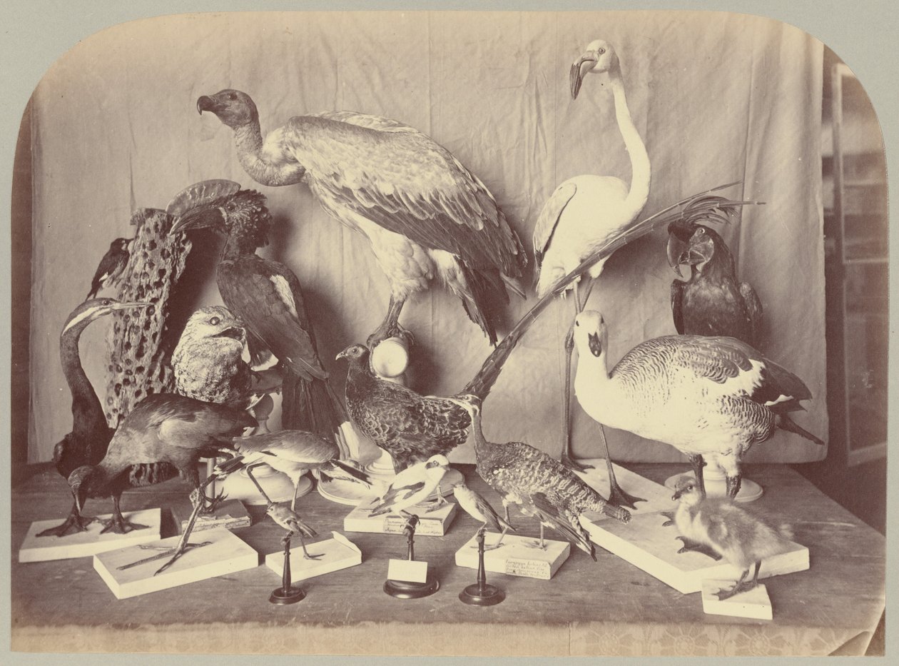 Pl. XIII. Oiseaux - Victor Prevost, Gaston L. Feuardent and Co., New York