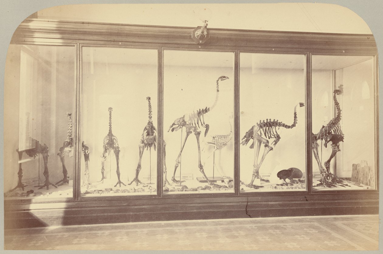 Pl. XV. Oiseaux fossiles : Nouvelle-Zélande - Victor Prevost, Gaston L. Feuardent and Co., New York