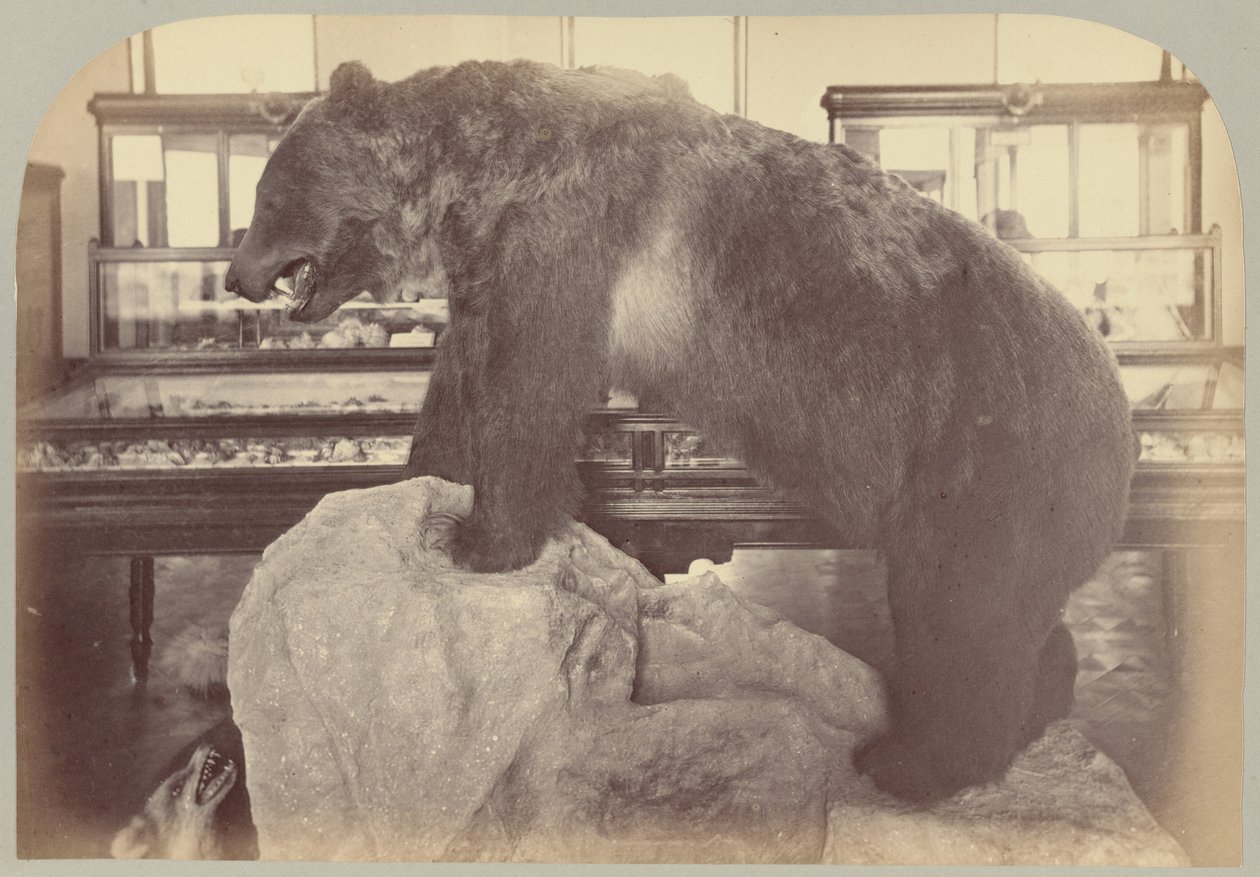 Pl. X. Ours grizzly - Victor Prevost, Gaston L. Feuardent and Co., New York