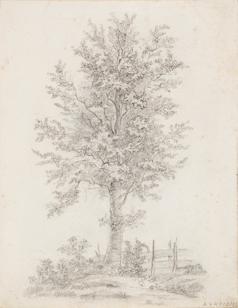 Arbre à feuilles larges - Victoria Åberg