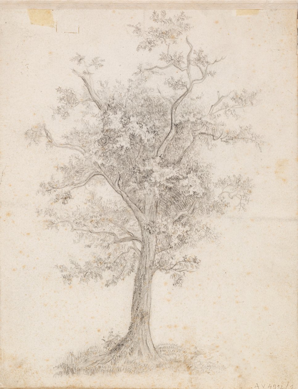 Arbre à feuilles larges - Victoria Åberg