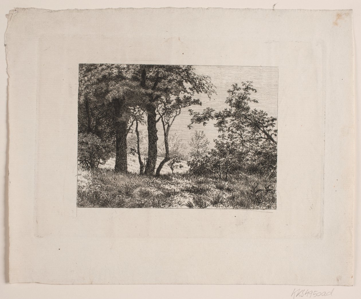 Chênes au bord d