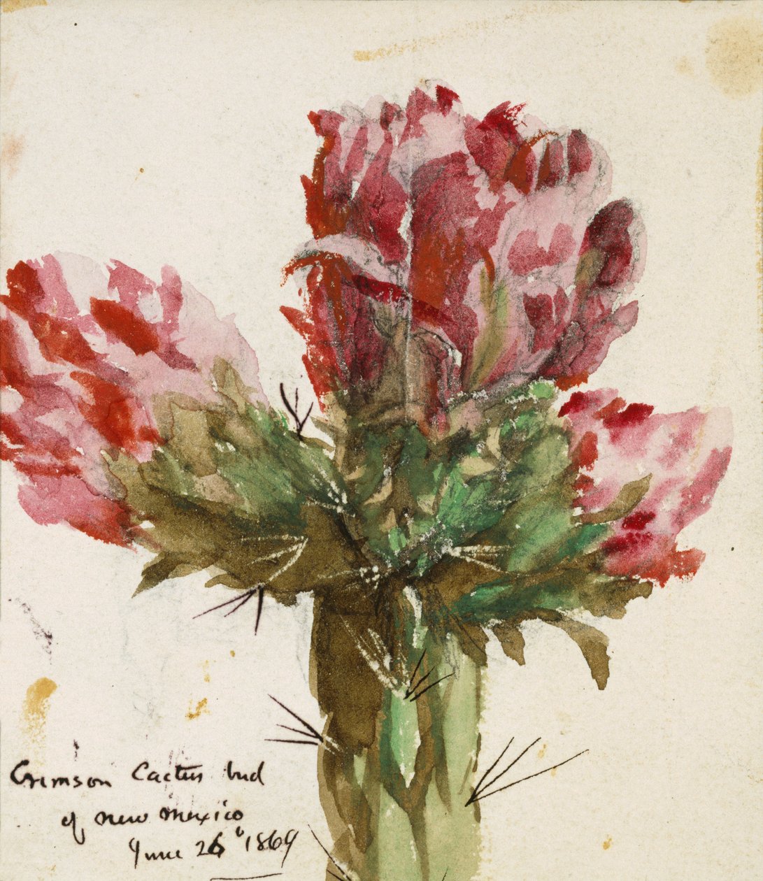 Bourgeon de cactus cramoisi du Nouveau-Mexique, 1869 - Vincent Colyer