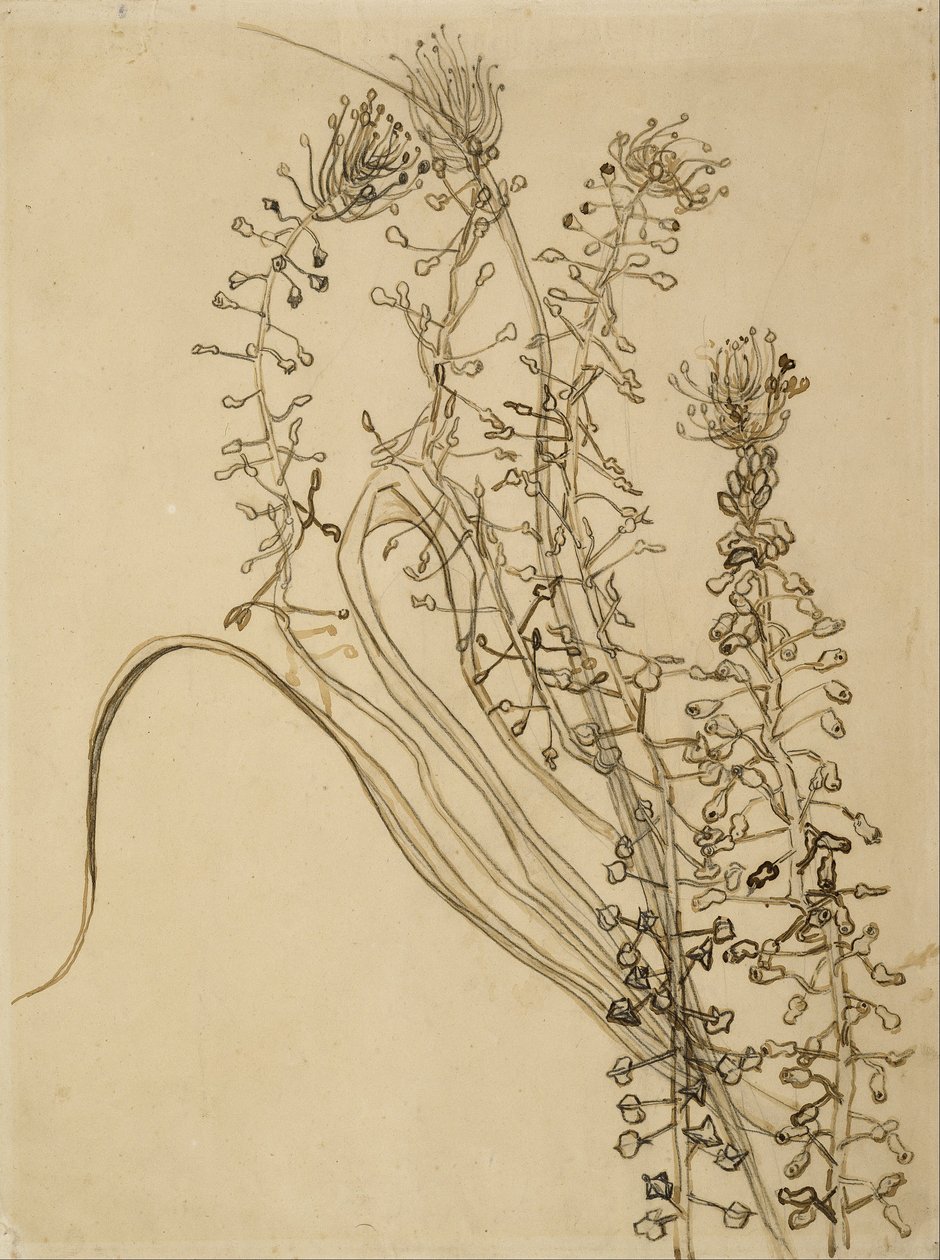 Jacinthe à houppes - Vincent van Gogh
