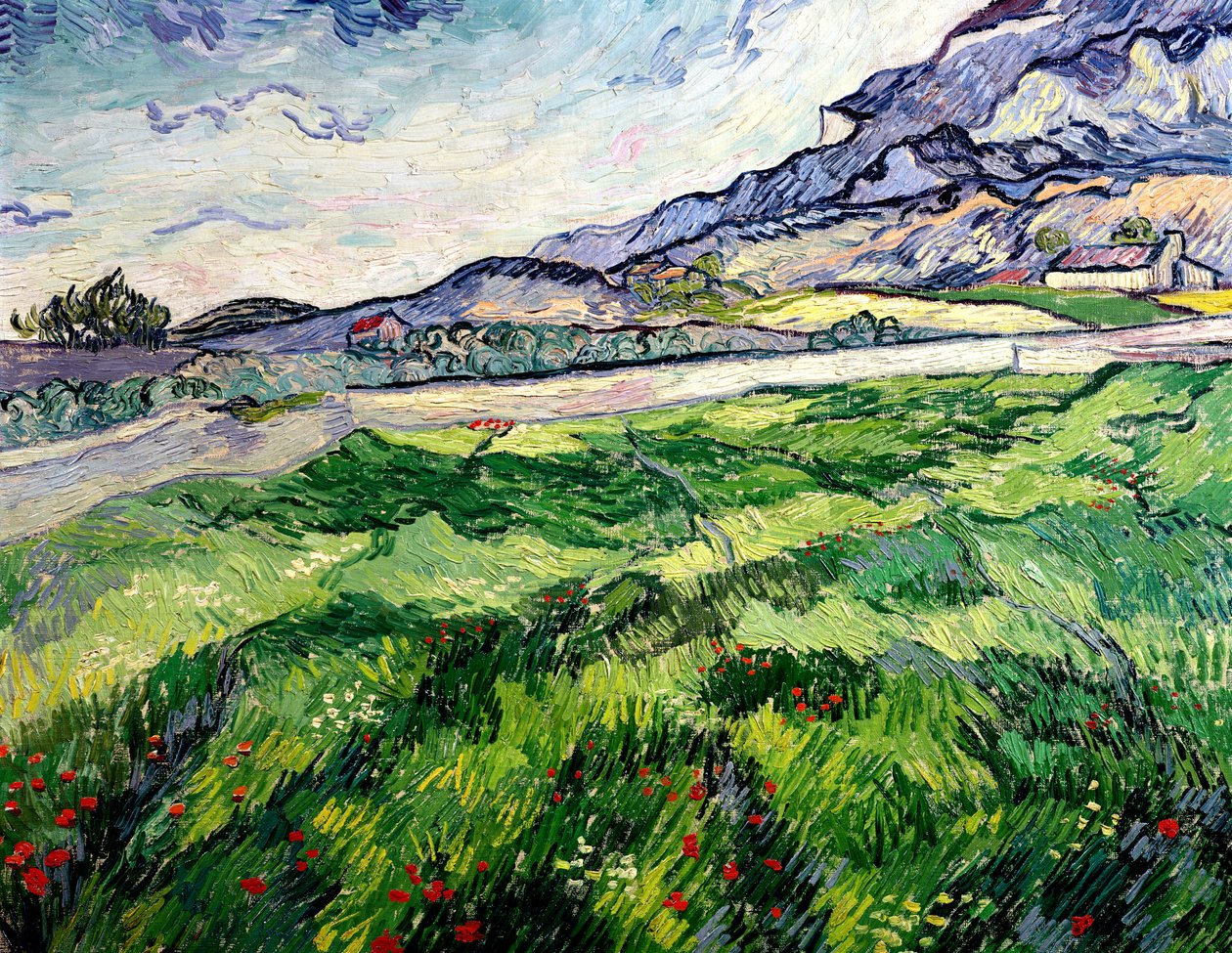 Le champ de blé vert derrière l