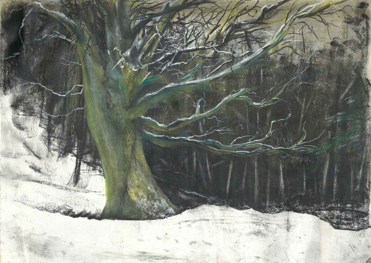 Arbre en hiver dans les bois d