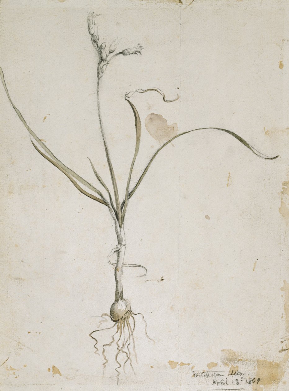 Fleur et bulbe, montagnes Wichita, 13 avril 1869, 1869 - Vincent Colyer