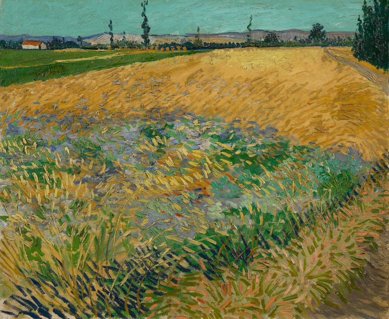 Champ de blé - Vincent van Gogh