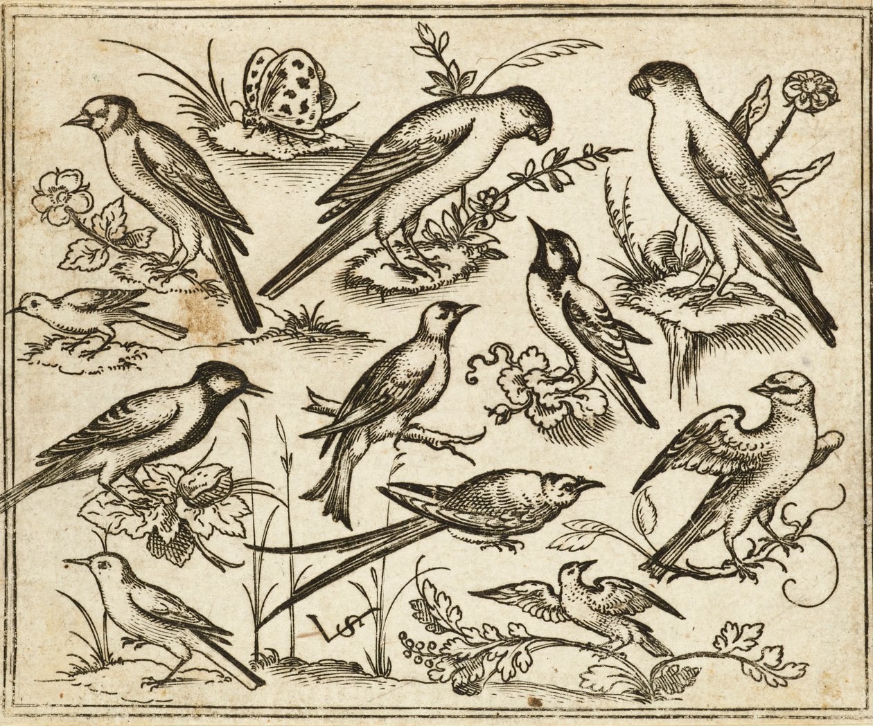 Onze oiseaux sur des branches fleuries avec un papillon, de Douce Ornament Prints Album I - Virgilius the elder (after) Solis