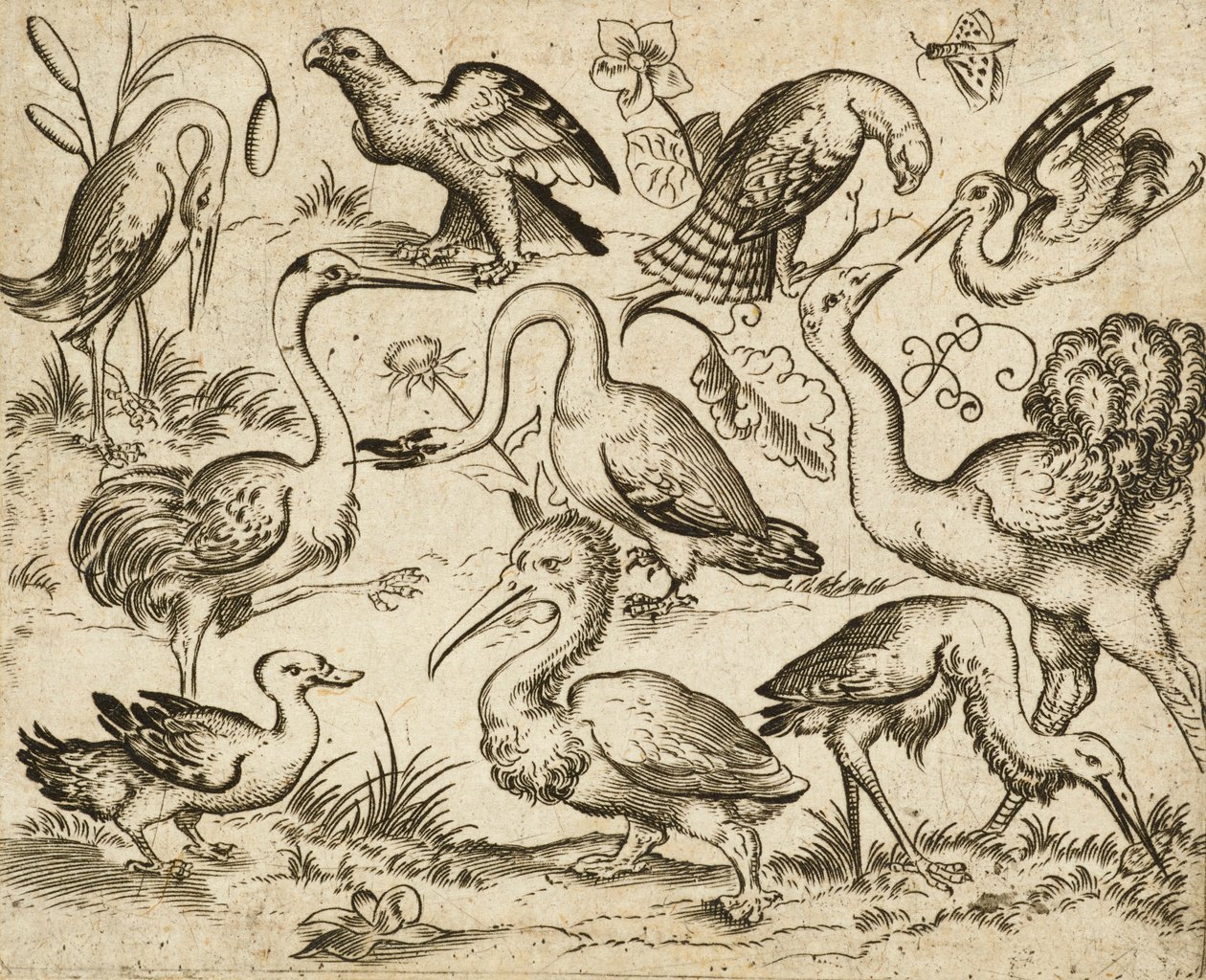 Autruche et neuf autres oiseaux, y compris un héron et un pélican, de Douce Ornament Prints Album I - Virgilius the elder (after) Solis