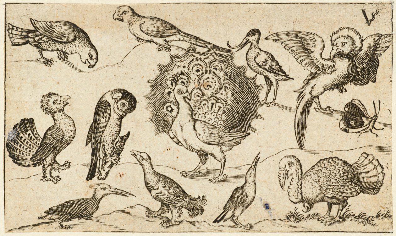 Paon entouré de neuf autres oiseaux, y compris une dinde, et un papillon, de Douce Ornament Prints Album I - Virgilius the elder (after) Solis