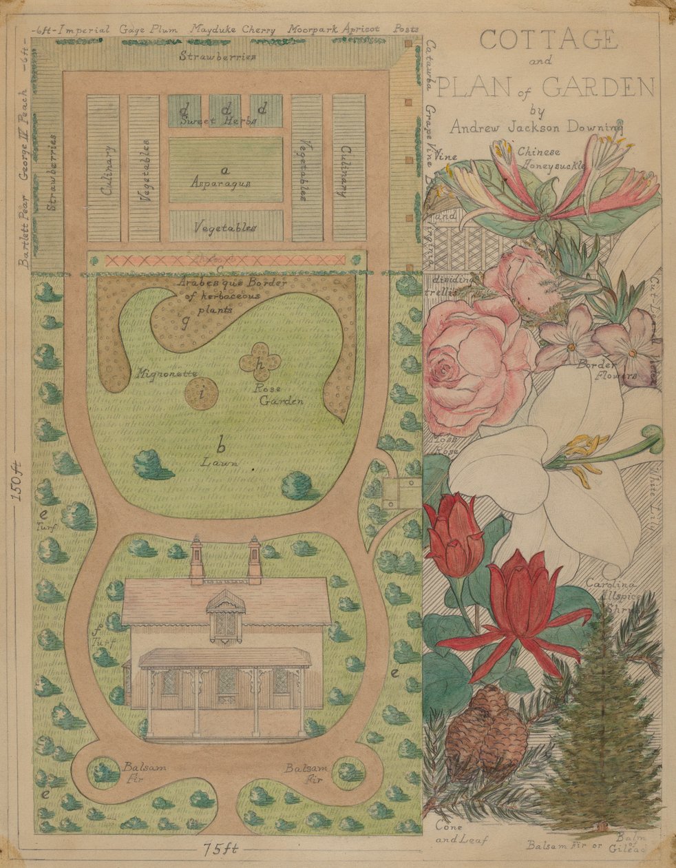 Plan au sol pour un cottage, vers 1936 - Virginia Richards