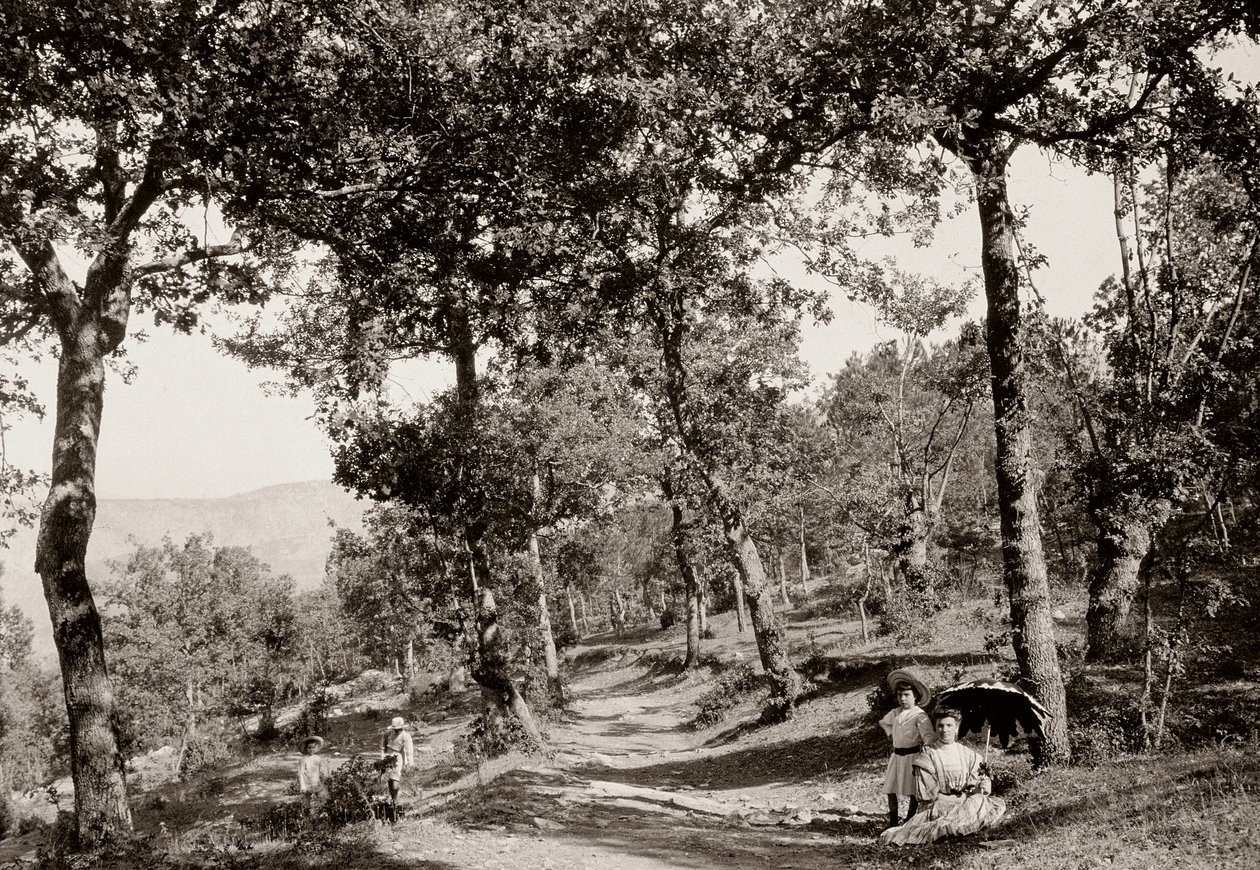 Promenade dans la forêt (photo n/b) - Vittorio Alinari