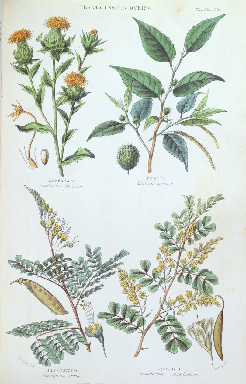 Plantes utilisées pour la teinture, planche d