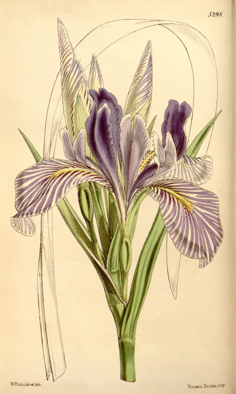 Iris longipetala - W.J.Hooker
