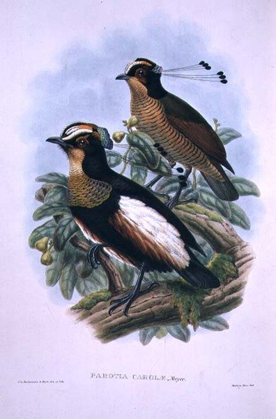 Oiseau de paradis à six fils de la reine Carola - W. and Keulemans J.G. Hart