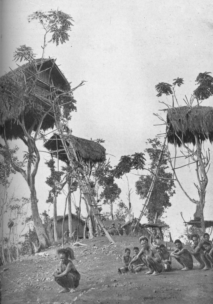 Dobos, maisons dans les arbres pour femmes célibataires en Mélanésie, 1902 - W. Lindt
