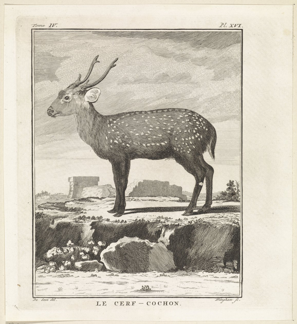 Hert - W. Tringham