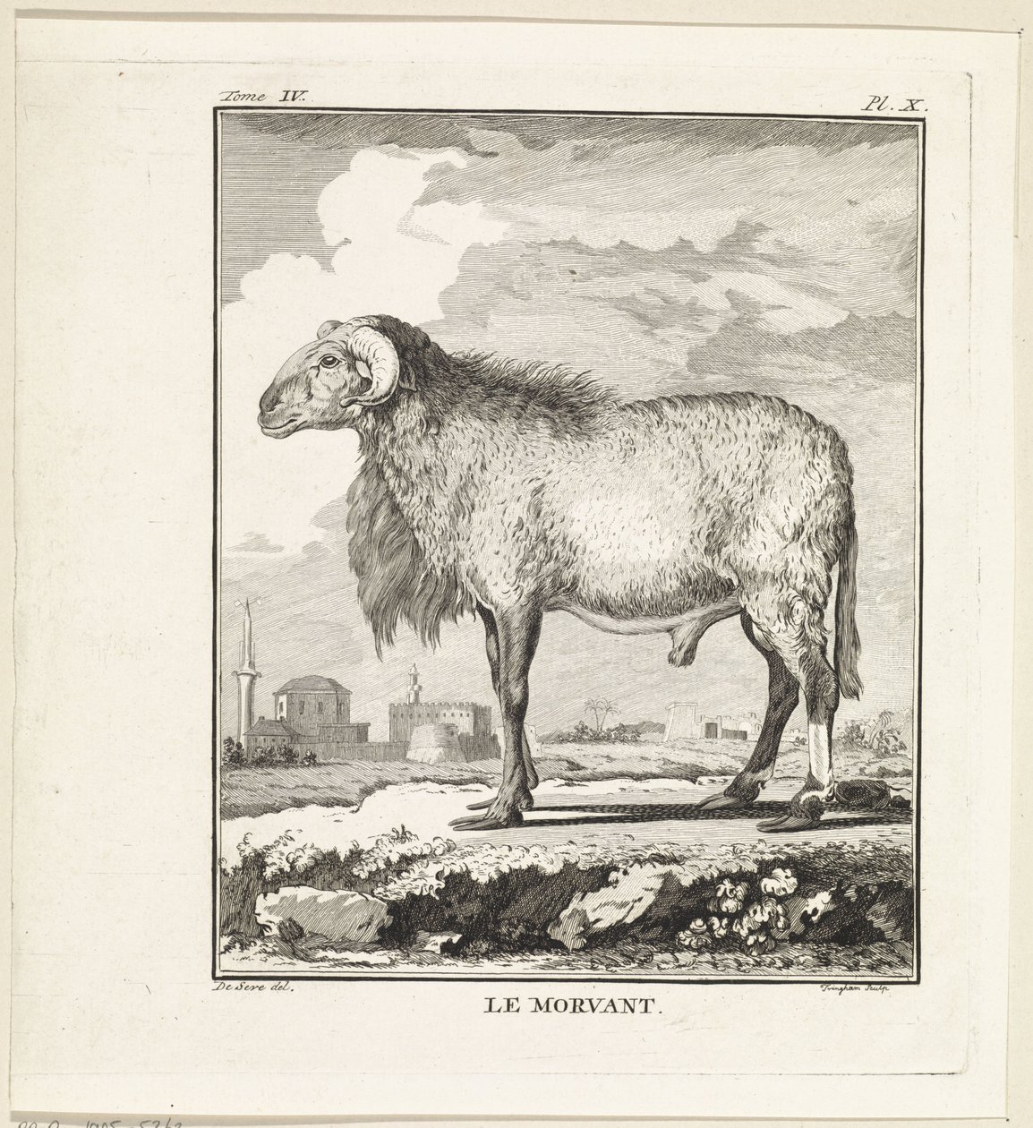 Bélier - W. Tringham