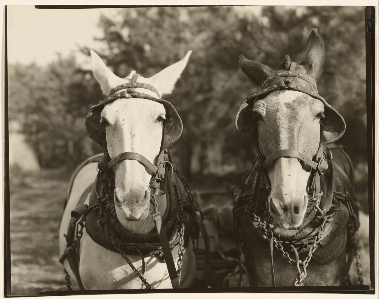 [Deux mules, comté de Hale, Alabama] - Walker Evans