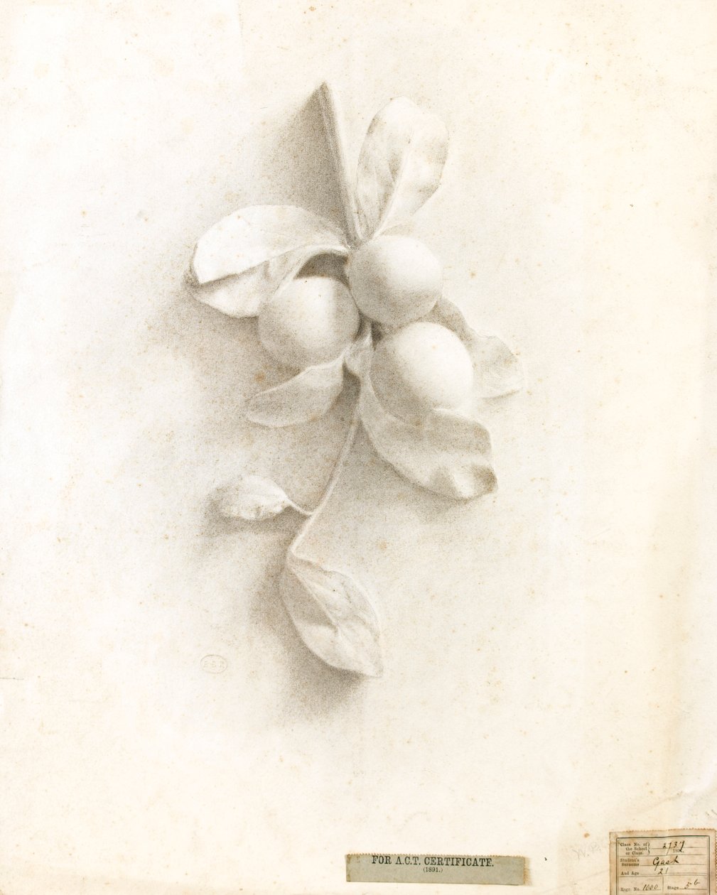 Dessin de prunes en relief - Walter Bonner Gash