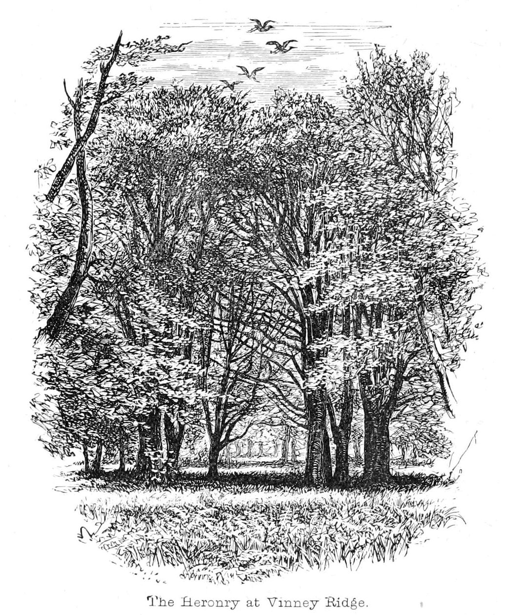 La héronnière à Vinney Ridge - Walter Crane