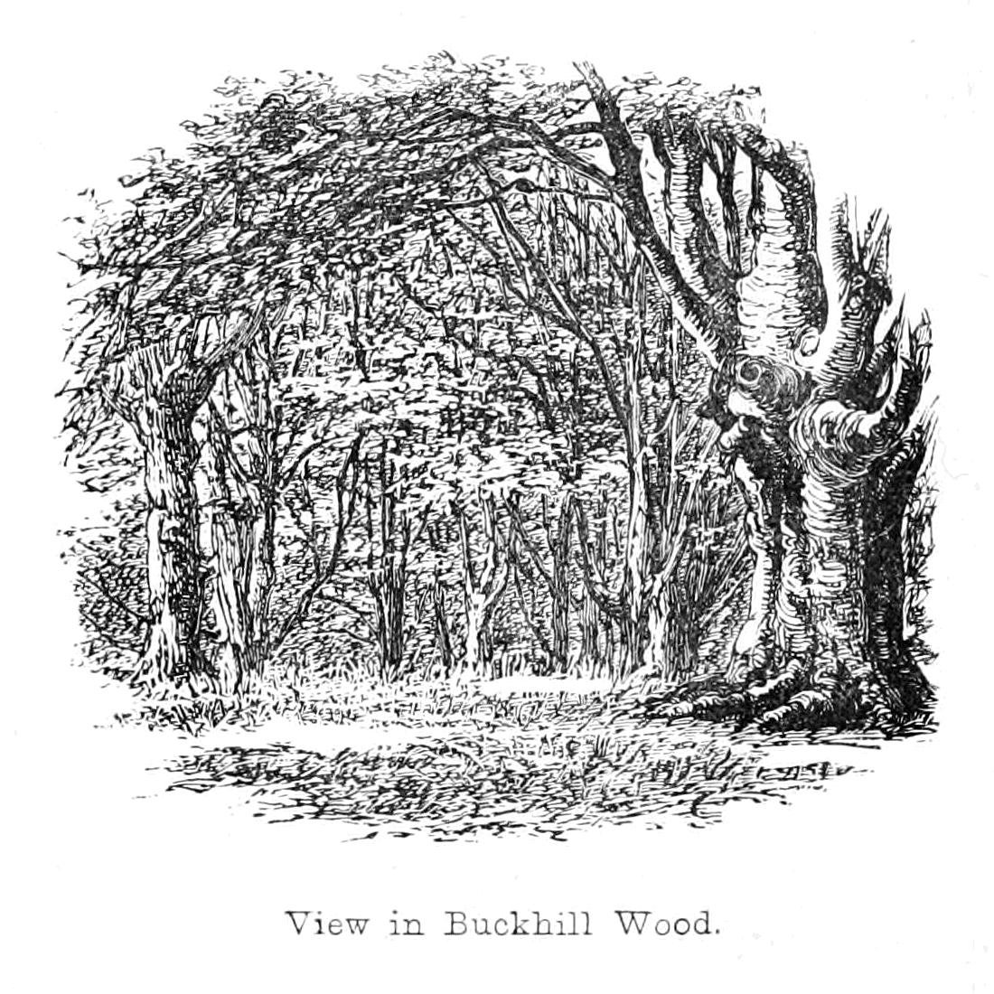 Vue dans Buckhill Wood - Walter Crane
