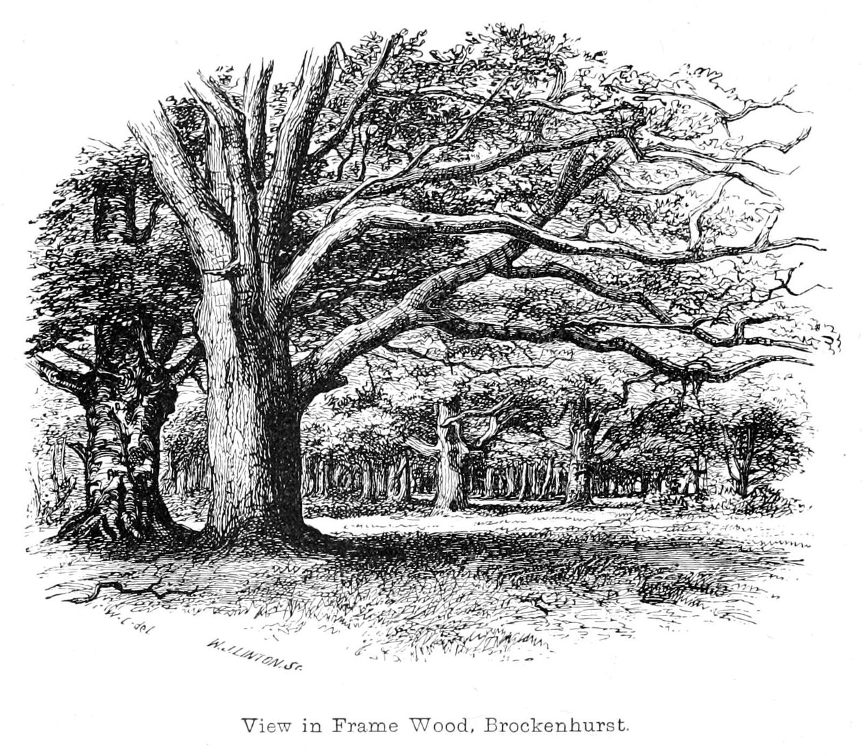 Vue dans le bois de Frame, Brockenhurst - Walter Crane