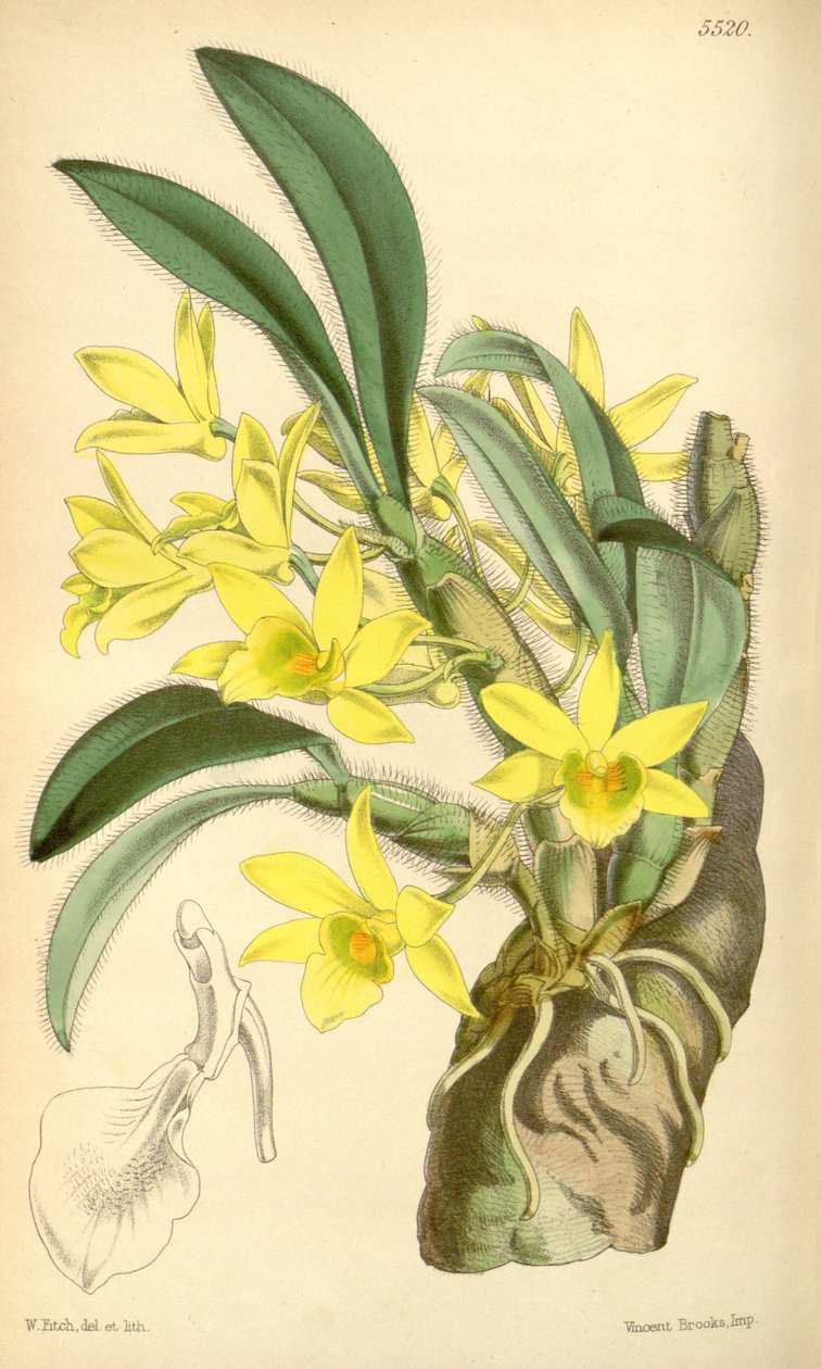 Illustration de Dendrobium senile - Walter Hood Fitch
