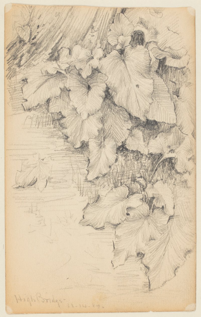 Étude de plantes au bord de l