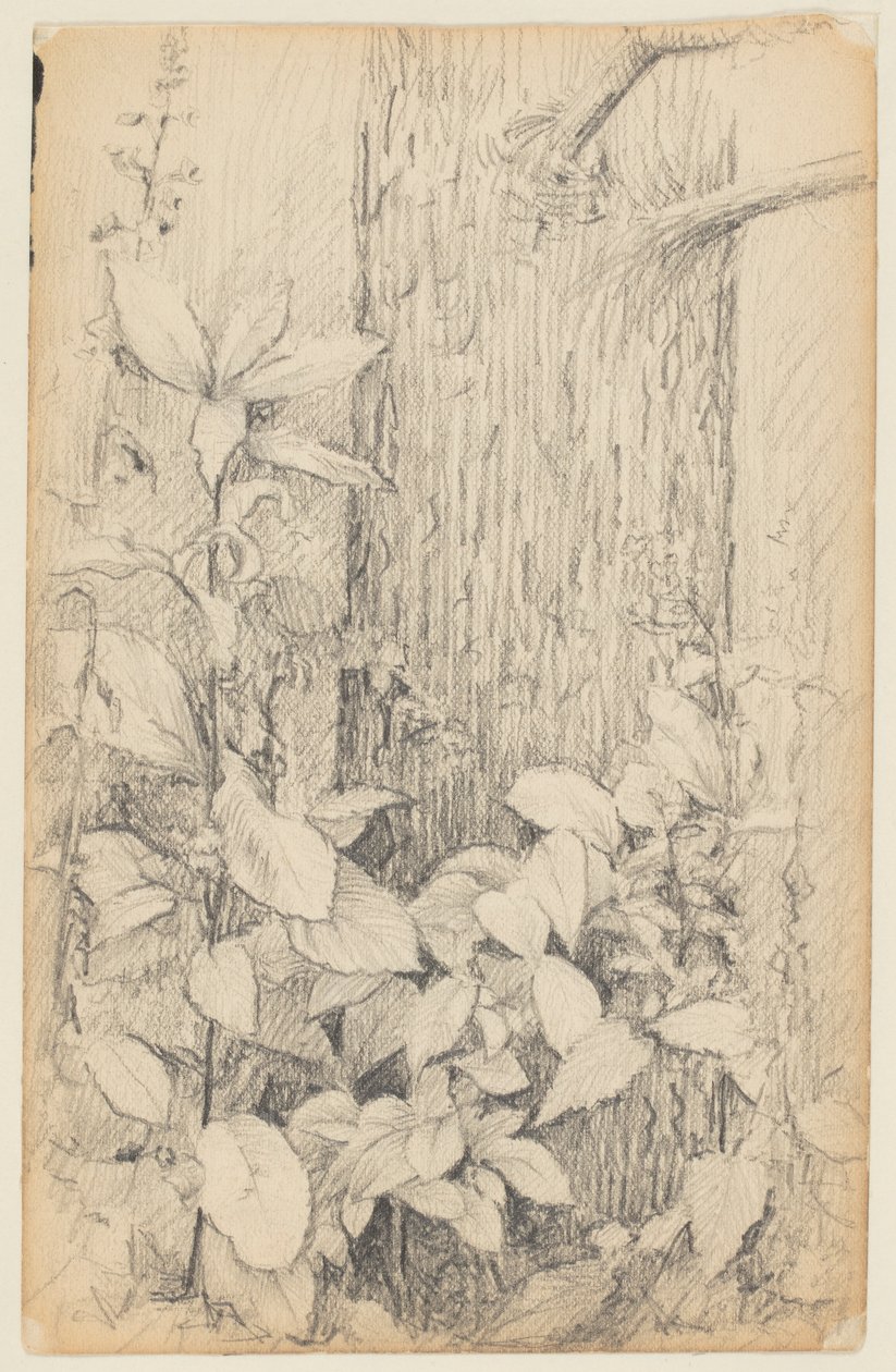 Étude de Sous-bois - Walter Clark