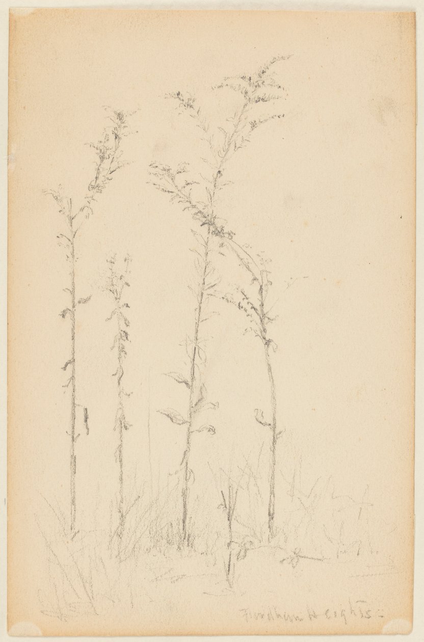 Étude de plantes sauvages, Fordham Heights - Walter Clark