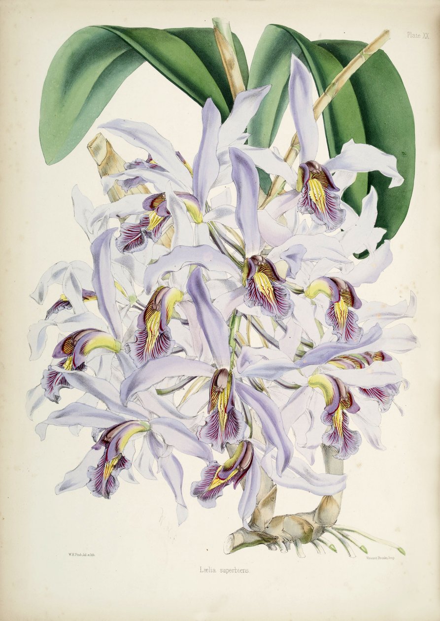 Illustration de Schomburgkia superbiens (Orig. Laelia superbiens) - Walter Hood Fitch
