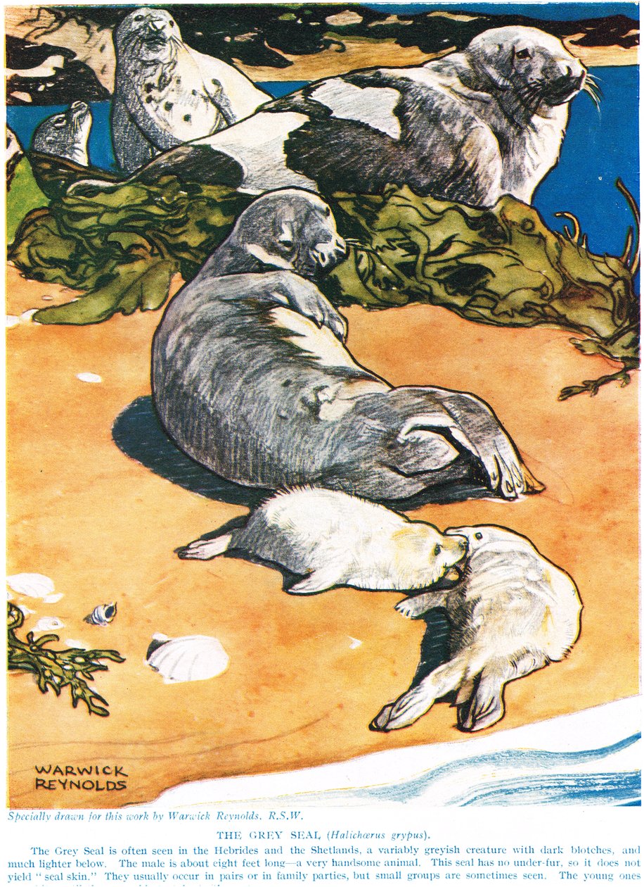 Le phoque gris, illustration de 