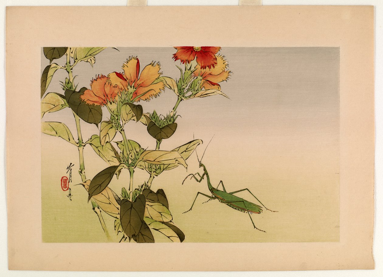 Fleur de campion et mante religieuse, de la série 