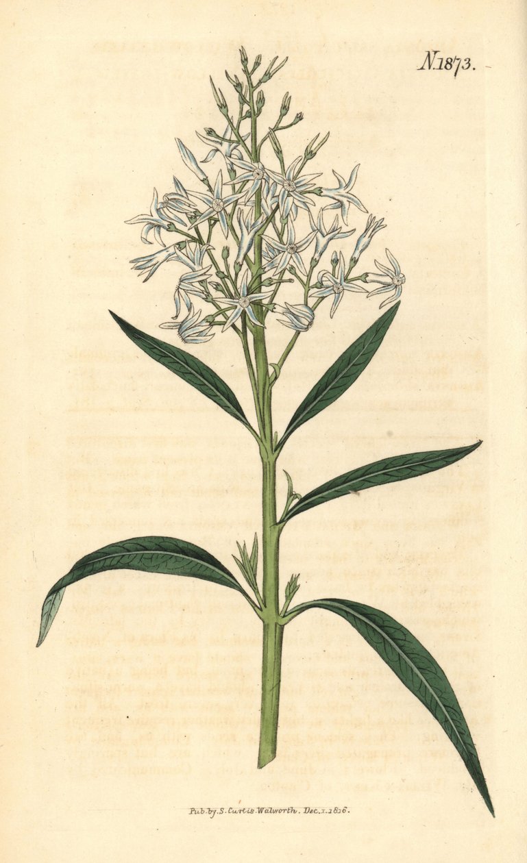 Amsonia bleue - Amsonia tabernaemontana var. salicifolia (Amsonia à feuilles de saule, Amsonia salicifolia). Gravure botanique coloriée à la main par Weddell, tirée du Curtis