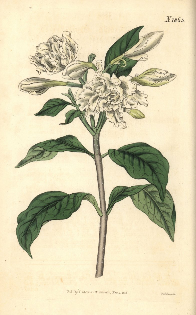 Couronne de Néron - Fleur en moulinet, Tabernaemontana divaricata (rose de Virginie à feuilles larges, Nerium coronarium). Gravure botanique coloriée à la main par Weddell, tirée du Curtis