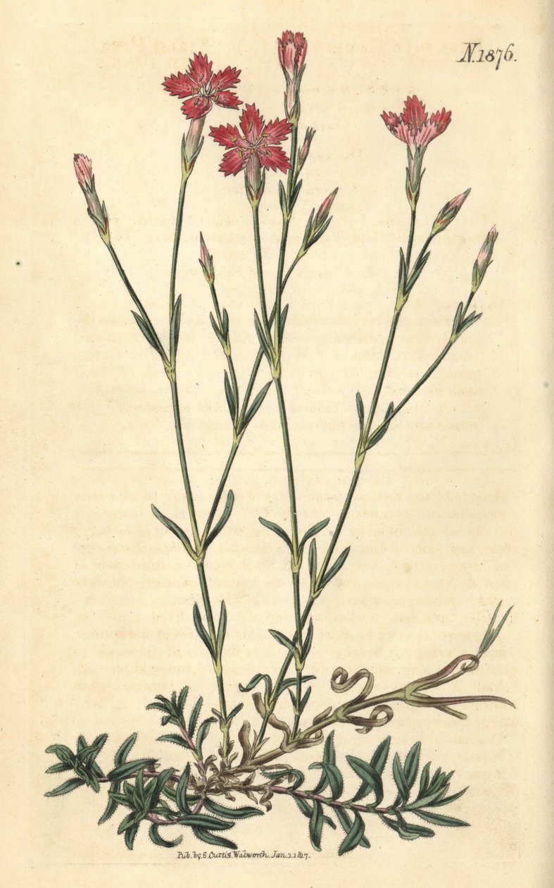 Oeillet des champs - Dianthus campestris. Gravure botanique coloriée à la main par Weddell, tirée du Curtis