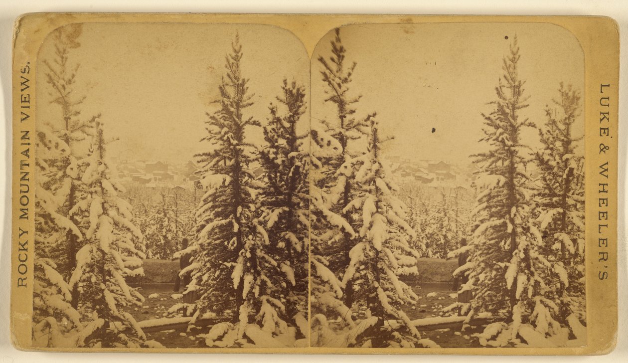 [Arbres enneigés, Leadville, Colorado] - Wellington O. Luke and Dansford Noble Wheeler