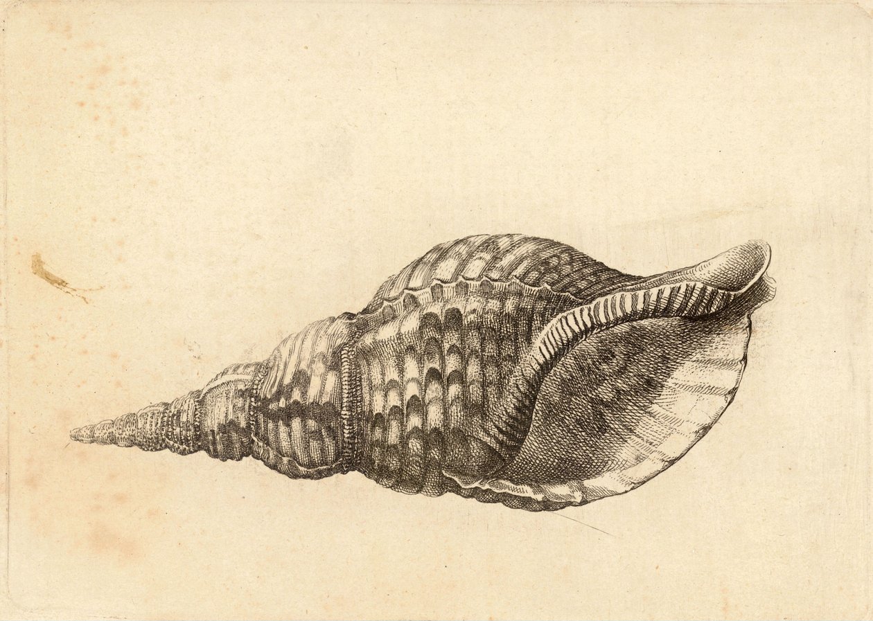 Charonia tritonis - Wenceslaus Hollar