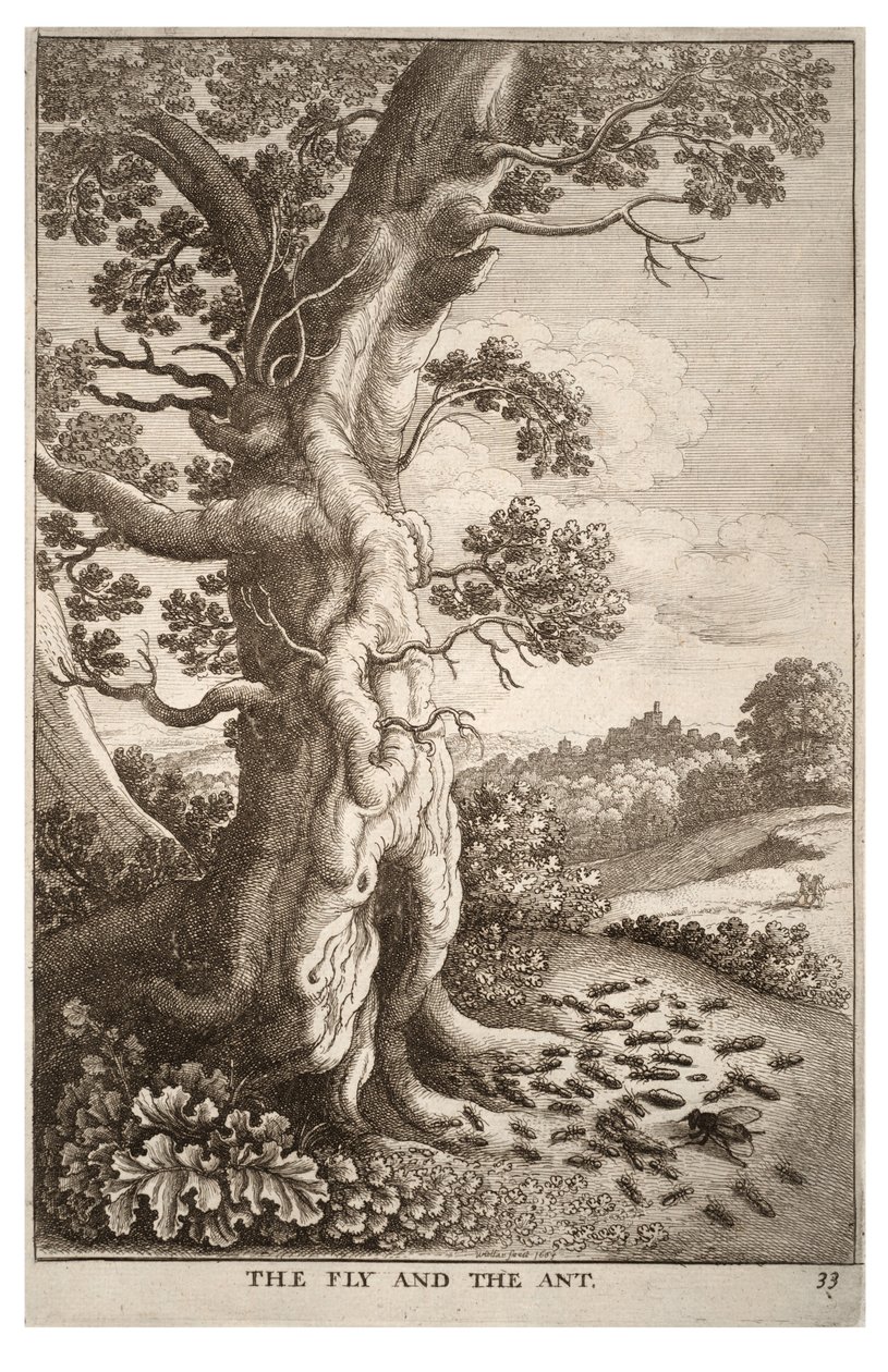 La mouche et la fourmi - Wenceslaus Hollar