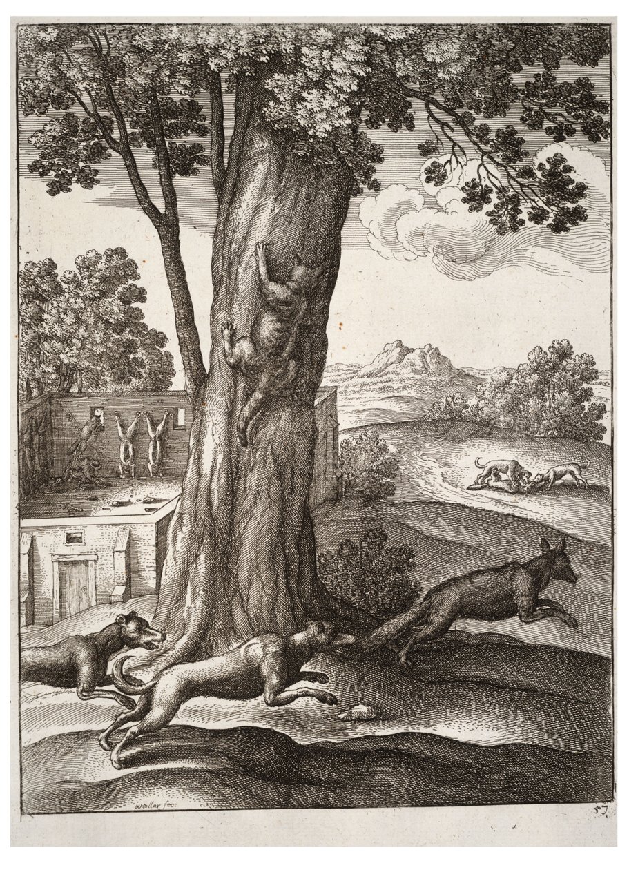 Le renard et le chat - Wenceslaus Hollar